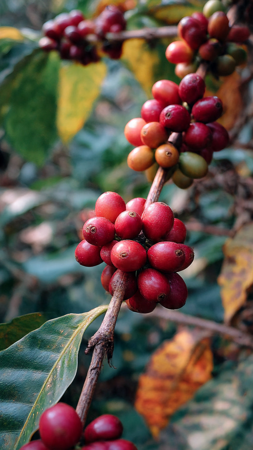 From Seed to Sapling: The Birth of a Coffee Plant