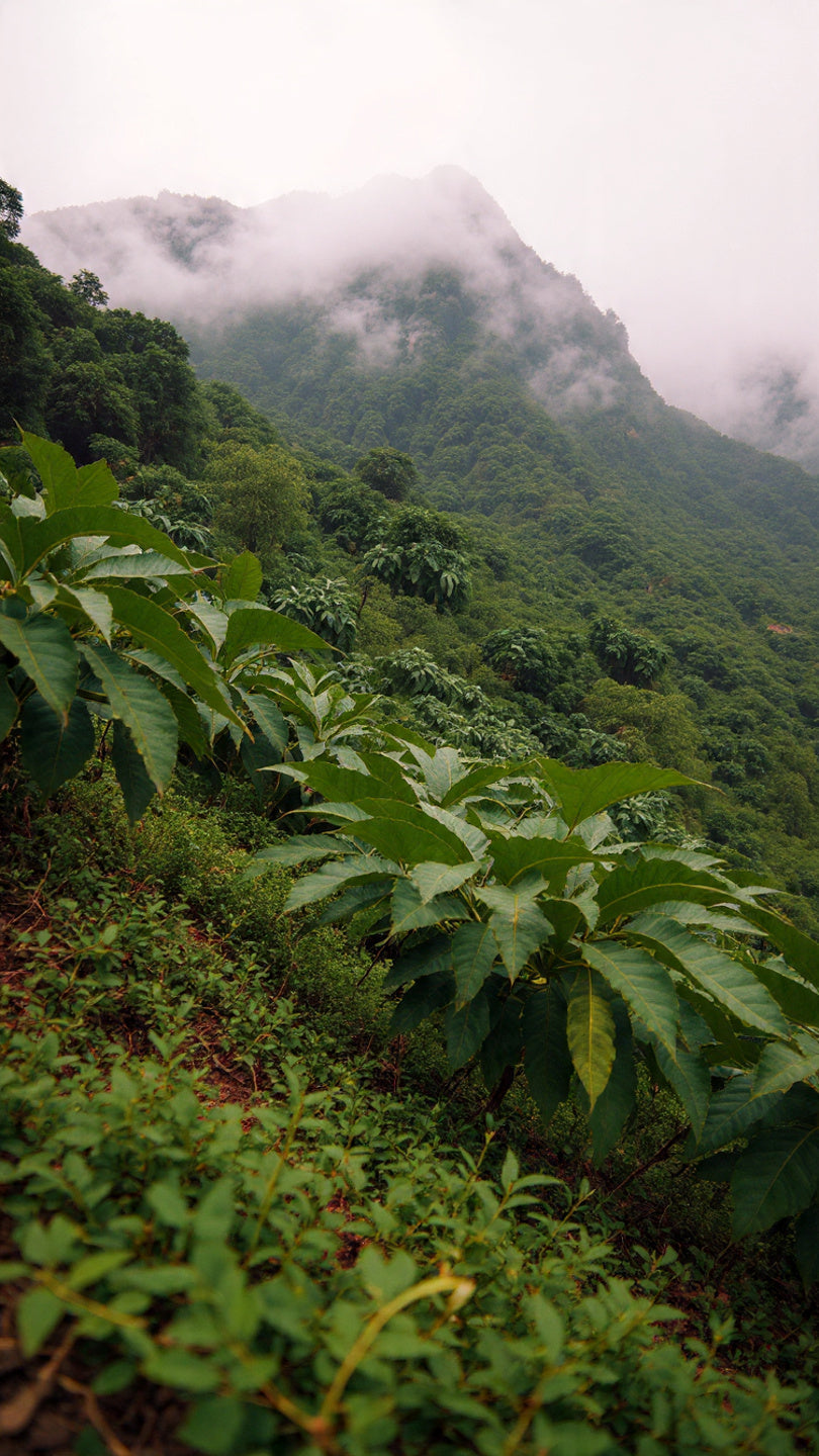 The Coffee Belt: Where Magic Grows